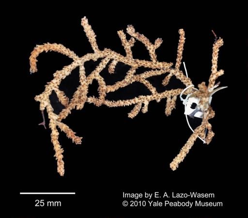 Muricea aspera