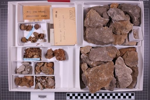 mixed taxa, stratigraphic collection