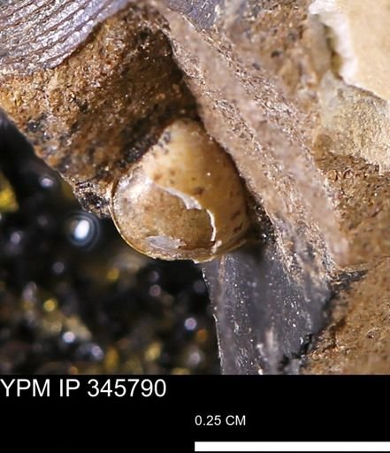 undet. Bivalvia