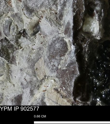 undet. Bivalvia