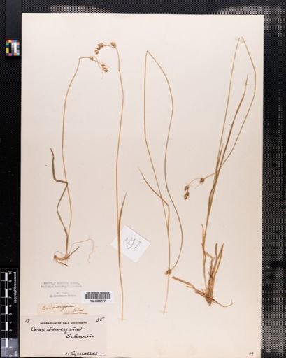 Carex deweyana