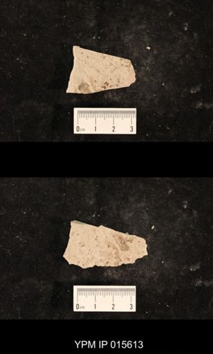 Liomopteridae