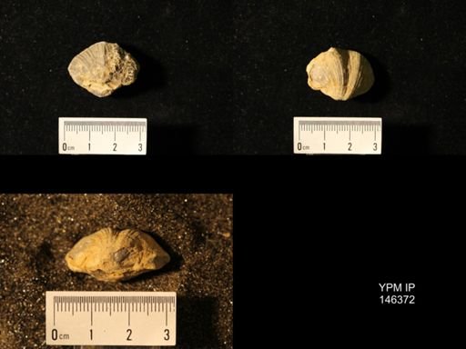 Spirifer cameratus