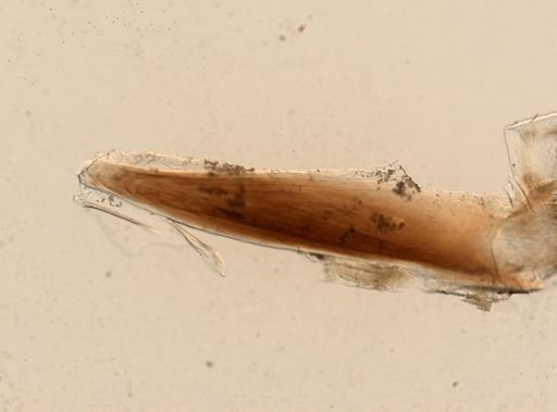 Eunicidae