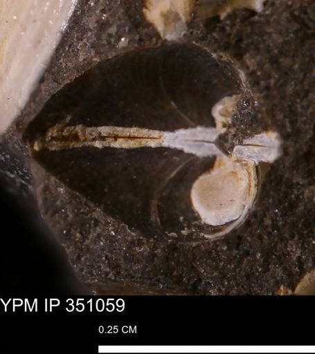 Limopsis striatopunctatus