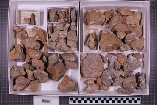 mixed taxa, stratigraphic collection