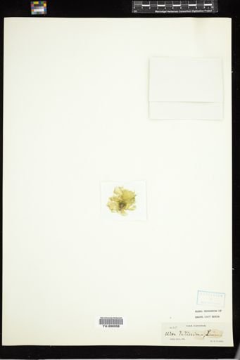 Ulva latissima