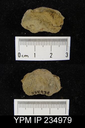 Marginifera lasallensis