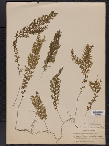 Hymenophyllum polyanthos