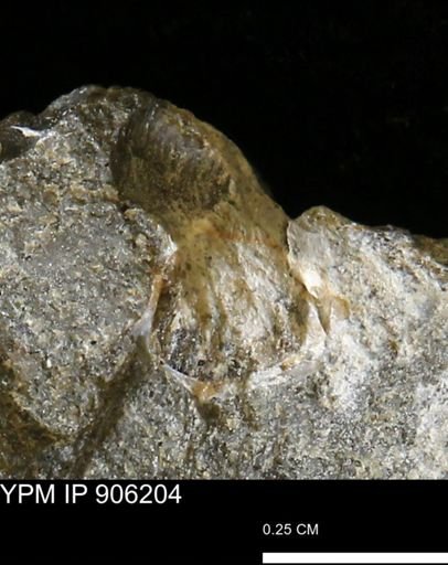 undet. Bivalvia