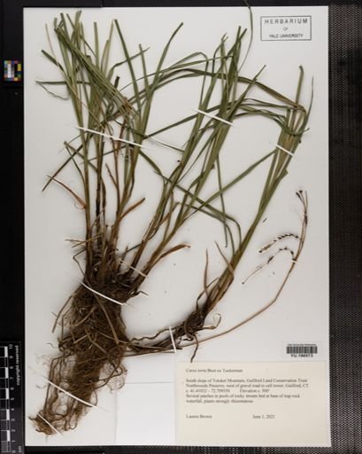 Plantae
