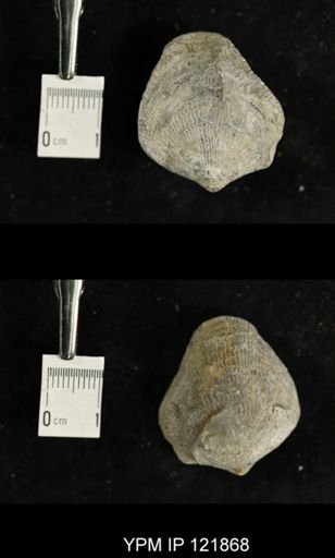 undet. Atrypidae