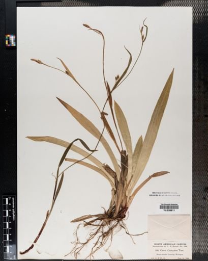 Carex careyana