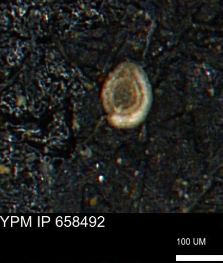 Spirolocammina subcircularis