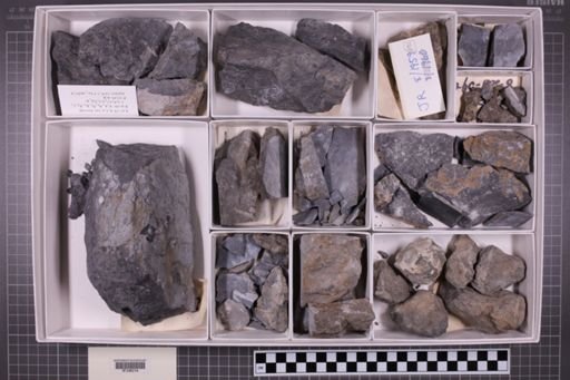 mixed taxa, stratigraphic collection