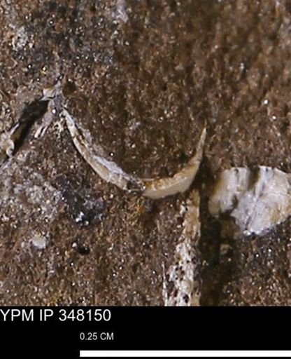 undet. Mollusca