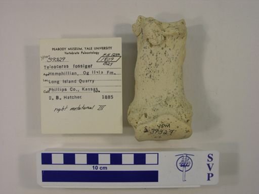 Teleoceras fossiger