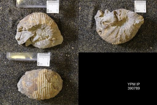 undet. Scaphitidae