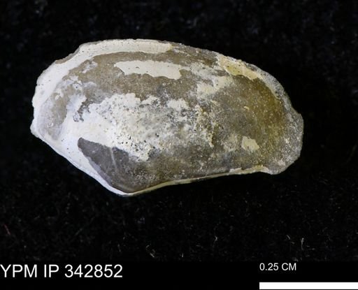 Nuculana sp.
