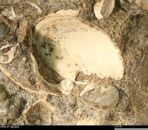 Protocardia subquadrata