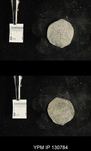 Spinatrypa spinosa