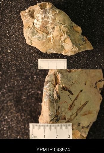 Hoploscaphites nicolletii