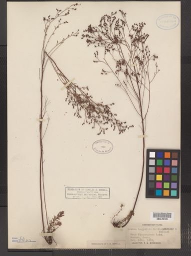 Lechea leggettii