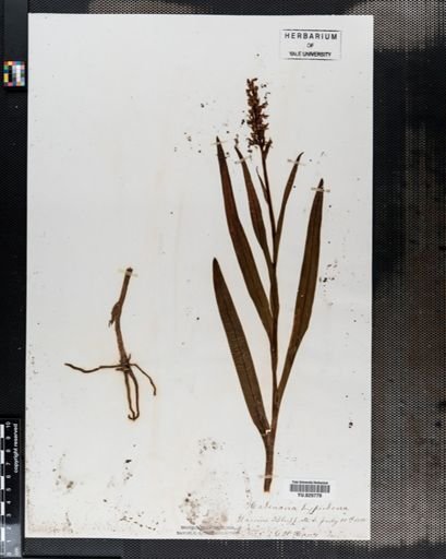 Habenaria