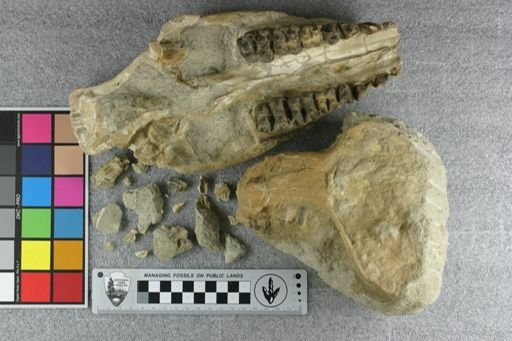 Elomeryx armatus