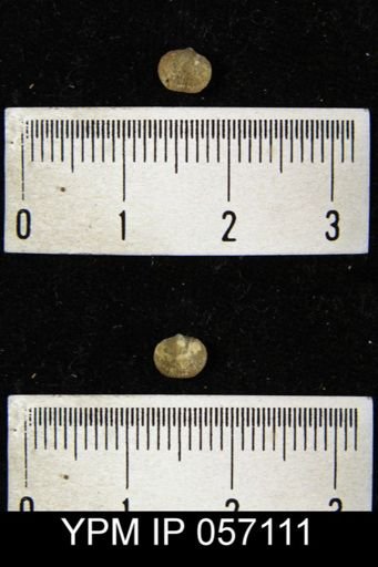 Dalmanella pygmaea