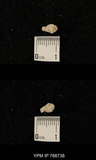 taxon undetermined