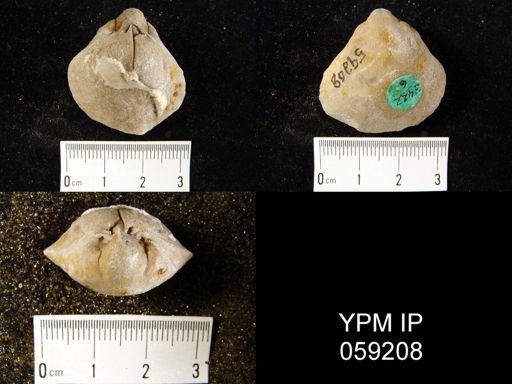 Meristella rostellata