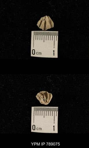 undet. Brachiopoda