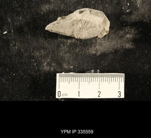 Linoproductus sp.