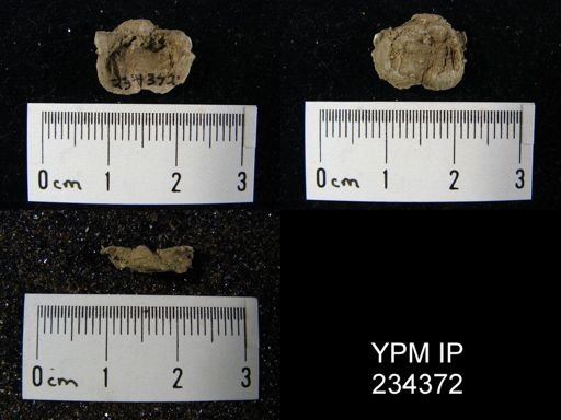 Marginifera wabashensis