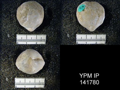 Spirigerella grandis
