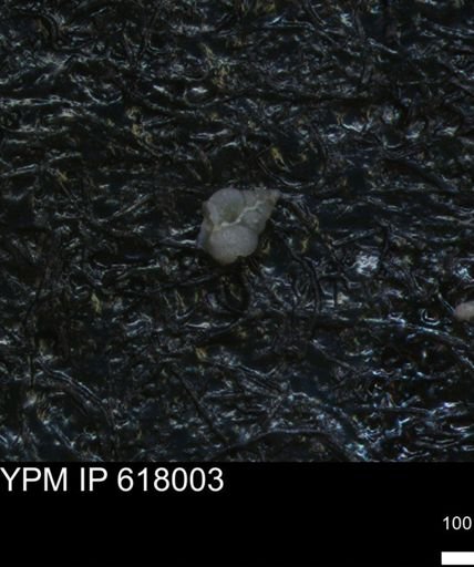 undet. Heterohelicidae