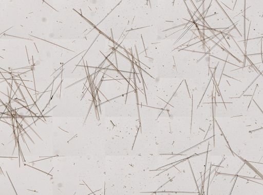 Geodia gibberosa