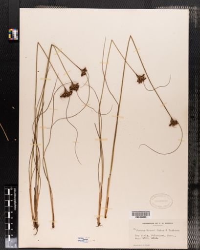 Juncus