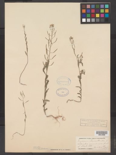 Erysimum cheiranthoides