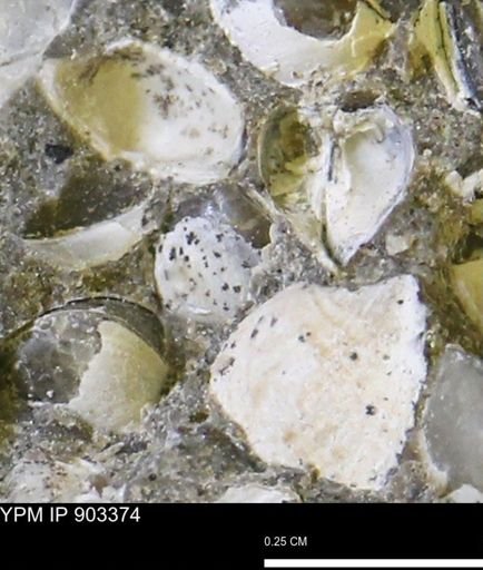 Corbulamella sp.