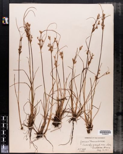Juncus tenuis