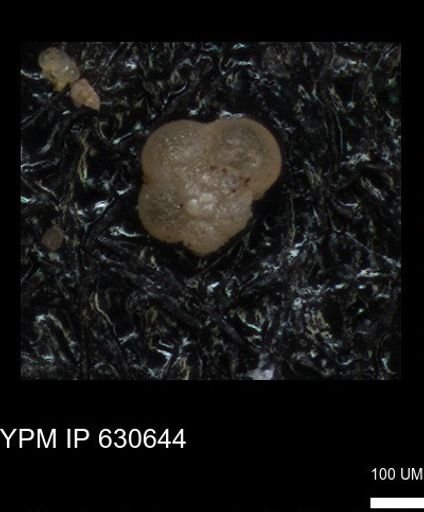 undet. Foraminiferida