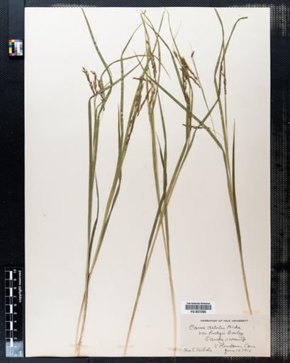 Carex debilis