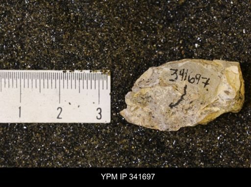 Scaphites sp.