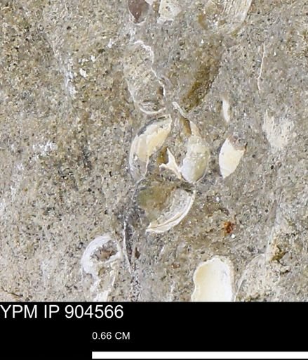 undet. Bivalvia