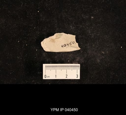 Lemmatophora typa