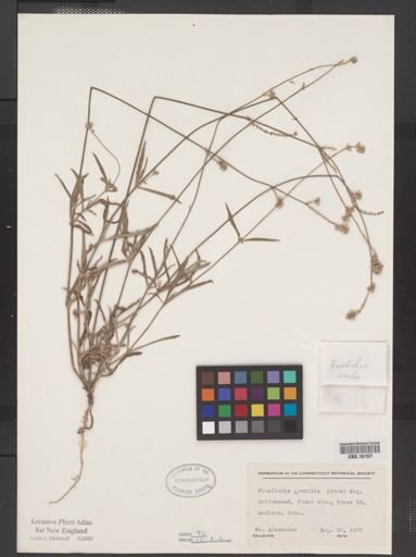 Froelichia gracilis