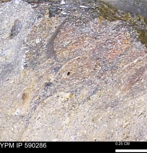 undet. Mollusca
