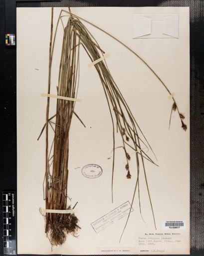 Carex buxbaumii
